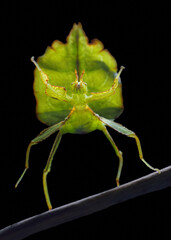 Phyllium siccifolium  macro on black background