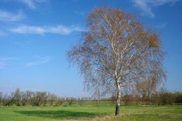 Birch tree in spring in Austria, Europe
