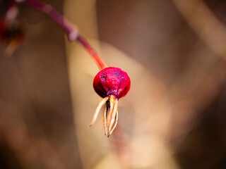 close up of a bunch of grapes