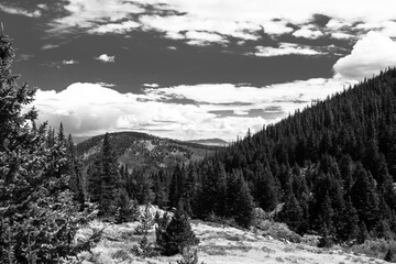 Fototapeta premium Colorado Pines