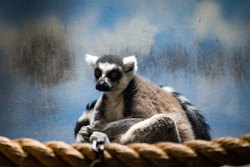 ring tailed lemur on rope