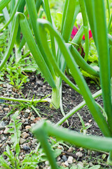 Onion plants in the garden -  allium cepa Centurion in the vegetable garden bed.