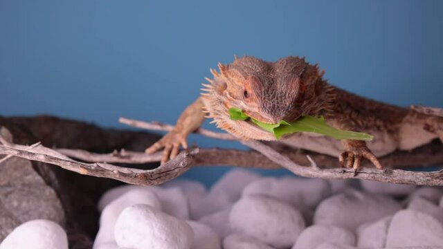 Pogona Vitticeps, bearded dragon, macro