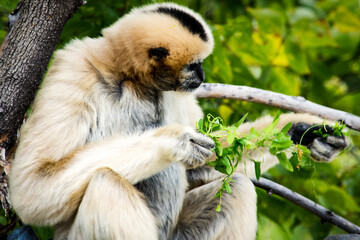 close up of a white tailed macaque