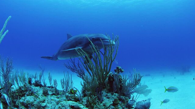 Dolphin rubs against coral to clean skin
