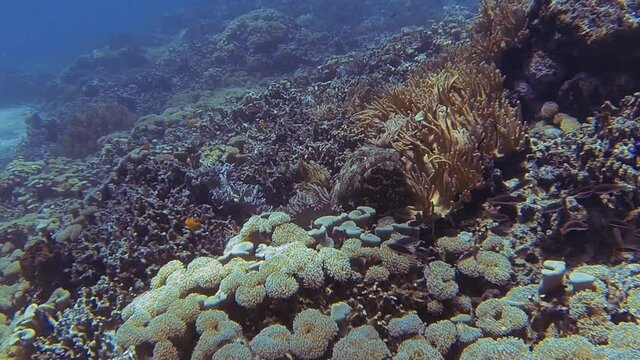 Big grouper in the sea in Bali