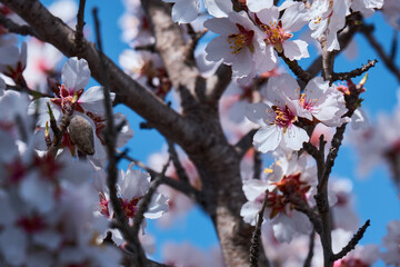 Almond trees in bloom. Almond flowers surrounded of bees pollinating in early spring