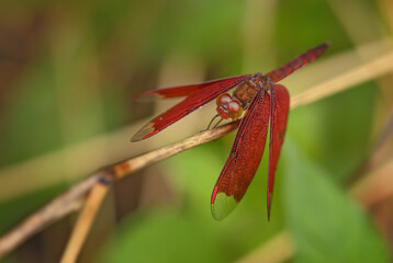Red Grasshawk - Neurothemis fluctuans, beautiful red dragonfly from Asian fresh waters and marshes,...