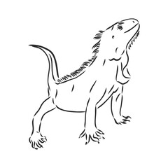 Sketch of iguana. Hand drawn illustration converted to vector. iguana vector sketch illustration
