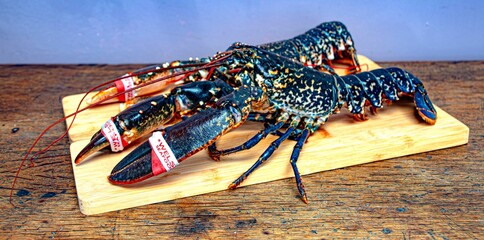 Fresh caught  lobster on  wooden board 
