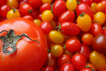 Variety of colorful organic tomato background