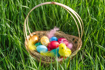 Fototapeta premium Easter card, colorful eggs in a basket with a chicken in the grass