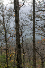 Akfadou forest in Bejaia, Algeria, a Forest of oak and beech
