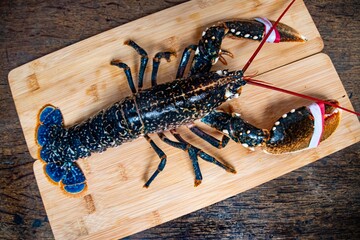 Fresh caught  lobster on  wooden board 