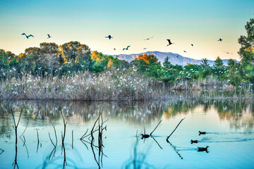 The beautiful natural Athalassa lake in Cyprus Beautifully lit water full of birds during a...