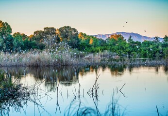 Fototapeta na wymiar The beautiful natural Athalassa lake in Cyprus Beautifully lit water full of birds during a beautiful afternoon time