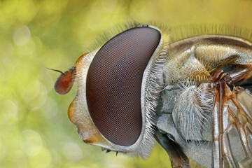 Extreme sharp and detailed view of Hoverfly Syrphidae