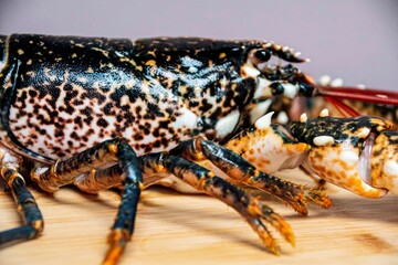 Fresh caught  lobster on  wooden board 