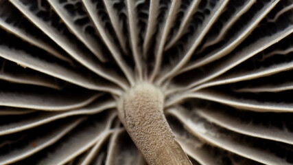 mushroom cap texture, Mycetinis scorodonius, extreme approximation, macro photography of mushrooms...