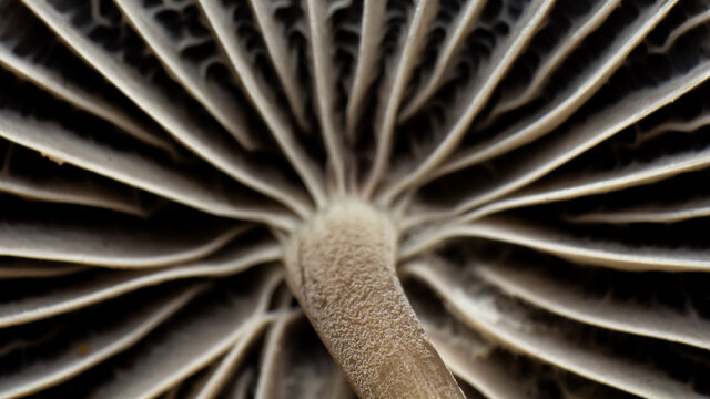 mushroom cap texture, Mycetinis scorodonius, extreme approximation, macro photography of mushrooms in the forest
