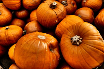 Grosse orange Kürbisse