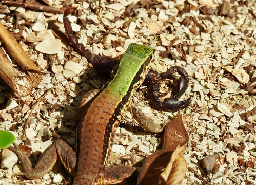 
Lizard Eating Scorpion In Suriname