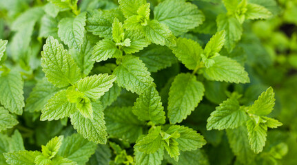 Blooming herbal garden with chives, lavender, rosemary, mint, catnip and many others. Herbs and...