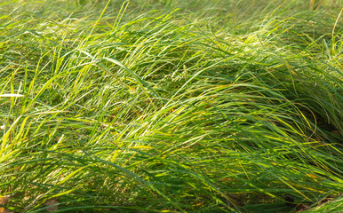 green grass background