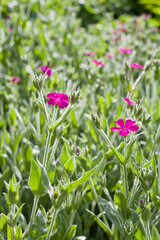 Lychnis Walkeri -  rose campion flowers.