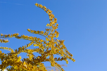 close-up - a bush of autumn yellow flowers growing in the garden against the blue sky