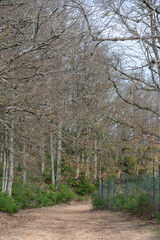 Obraz premium Akfadou forest in Bejaia, Algeria, a Forest of oak and beech