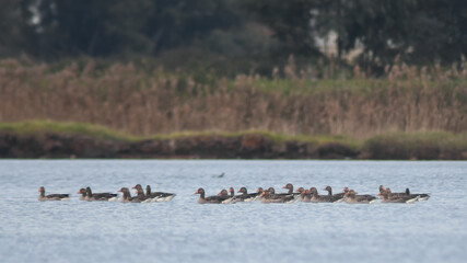 Stormo di Oche selvatiche (Anser anser) nel lago