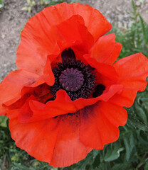charmy red poppy blossom