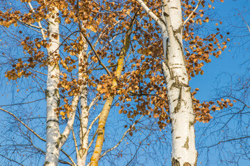 tree in autumn