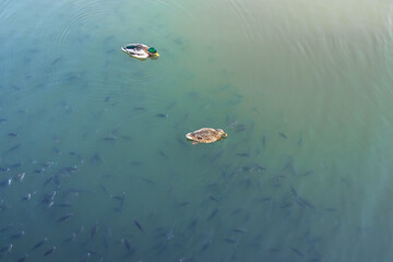 Ducks swim with fish in the lake