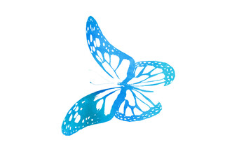 Color watercolor abstract butterfly , isolated on white background