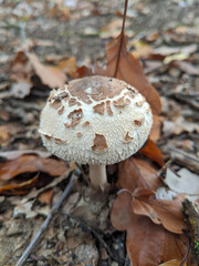 Small parasol mushroom in autumn leaves
