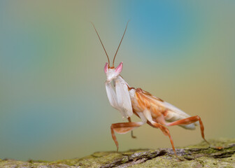 Hymenopus coronatus imago mantis closeup macro 