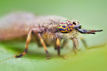 Natural horse fly (Haematopota pluvialis) closeup macro