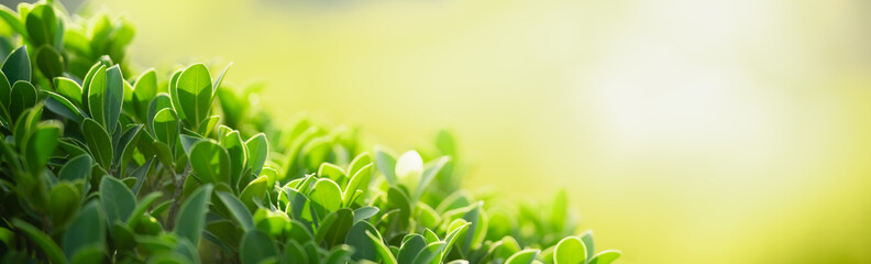 Fototapeta na wymiar Closeup of green nature leaf on blurred greenery background in garden with bokeh and copy space using as background cover page concept.