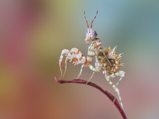 Pseudocreobotra wahlbergii flower mantis isolated on natural background 