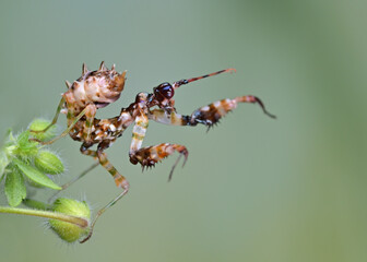 Pseudocreobotra wahlbergii flower mantis isolated on natural background 
