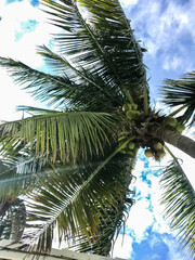 Fototapeta na wymiar coconut palm tree on blue sky