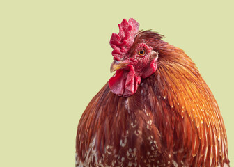Red rooster isolated on light green background