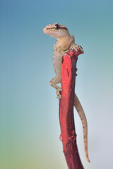 Lepidodactylus lugubris - crying gecko