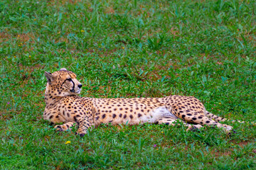 Fototapeta na wymiar Cheetah resting in the grass at Cabárceno Park (Cantabria, Spain)