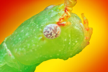 Phyllium siccifolium  macro