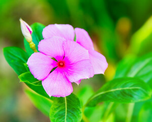 Purple vicaria flower in garden