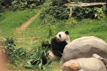 giant panda eating bamboo