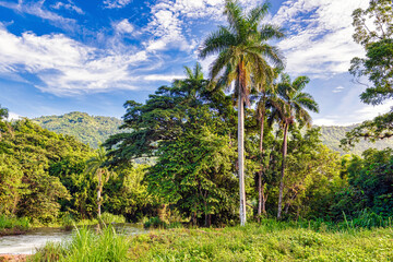 Fototapeta na wymiar Landscape and lush foliage in a tropical climate forest, Cuba